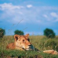 Lion in Tanzania