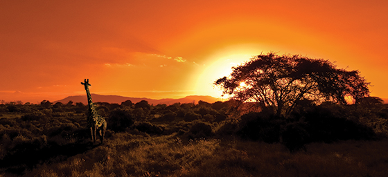 Africa into the wild Africa into the wild
