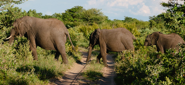 Elephant travel through a nature reserve in Bela-Bela, which can be visited when you book hotel or other accommodation with Flight Centre,