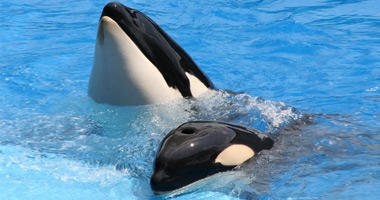 SeaWorld 'Shamu' Show