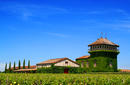 A French vineyard
