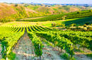 Vineyard at sunset