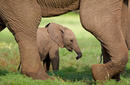 Baby Elephant Protected By Parents