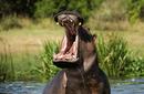 Yawning Hippopotamus