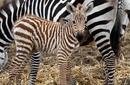 Zebra Foal