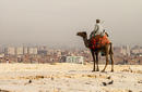Camel looking over the Cairo Cityscape, Egypt | by Flight Centre's Talia Schutte