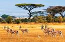 Gazelles wander across a plain in Amboseli, Kenya