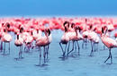 Pink Flamingos, Kenya