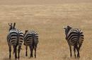 Zebras, Ngorongoro Conservation Area, Tanzania | by Flight Centre's Rachael Stafford