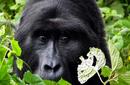 Silverback Gorilla, Uganda