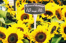 Sunflowers For Sale, Albert Cuypmarkt | by Flight Centre&#039;s Tiffany Apatu