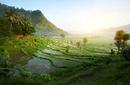 Rice Terrace, Bali, Indonesia