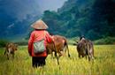 Cattle Grazing, Myanmar