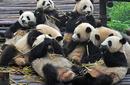Pandas, China