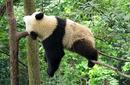 Panda Sleeping, China