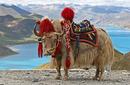 White Yak, Tibet