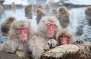 Snow Monkeys, Jigokudani Monkey Park, Yamanouchi, Japan