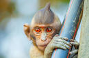 Red Eye Macaque, Langkawi