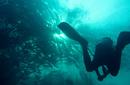 Admire the Marine Life, off Sabah, Malaysia