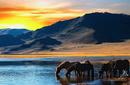 Horses, Mongolia