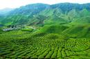 Tea Plantations, Sri lanka