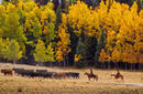 A cattle drive