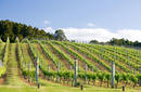 Waiheke Winery, a day trip from Auckland
