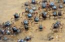 Mud Crabs, Fraser Island, Queensland