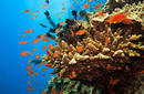 Admire the Marine Life, The Great Barrier Reef, Queensland