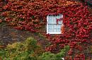 Autumn Leaves, Launceston, Tasmania