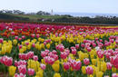 A Field of Tulips, Tasmania