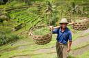 Rice Farmer