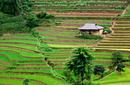 Terraced Rice Fields