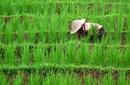 Rice Farmer