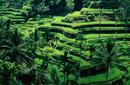 Terraced Rice Fields