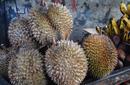 Jackfruit | by Flight Centre&#039;s Katrina Imbruglia