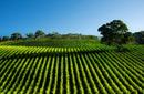Vineyard