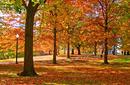 Autumn Colours
