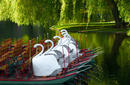 Swan Boats in a Public Garden