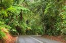 Driving through the Daintree National Park