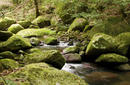 Daintree Rainforest, a day trip from Cairns | by Flight Centre&#039;s Stephen Bullock