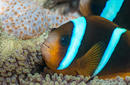 Clown Fish, Falla Reef