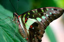 Kuranda Butterfly Sanctuary | by Flight Centre&#039;s Sylvia Lindenstraus
