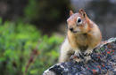 A Squirrel