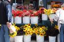 Flowers For Sale, Ferry Building Markets, San Francisco | by Flight Centre's Tiffany Apatu