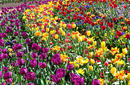 Floriade, Canberra