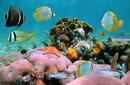 Admire the Marine Life, The Bahamas