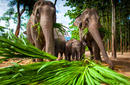 Elephants eating