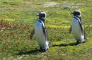 Penguins, Punta Arenas | by Flight Centre's Talia Schutte