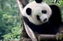 Panda House, Beijing Zoo